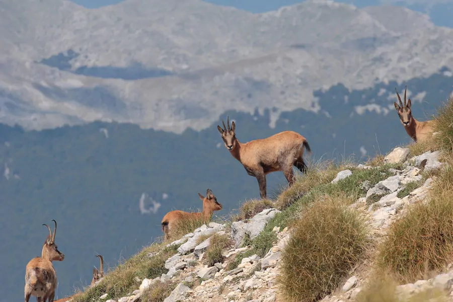 Camosci appenninici sulle creste, nel parco fra Molise, Abruzzo e Lazio